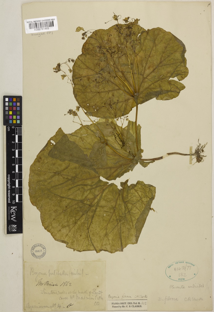 B. fibrosa